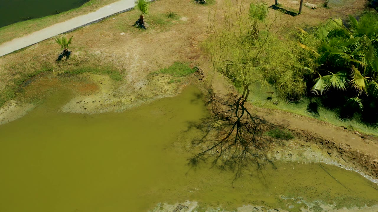 Aerial pond edge with bare tree, dry grass, and palm cluster.