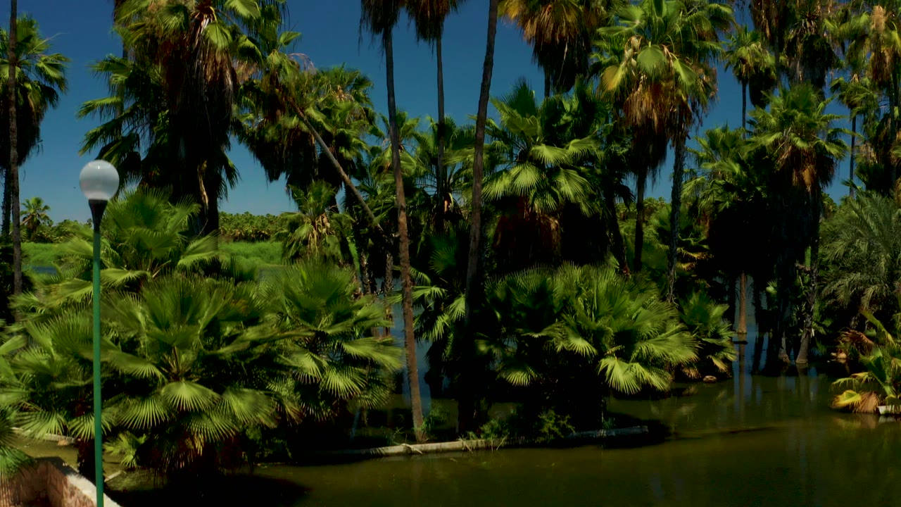 Palm grove beside dark water under a blue sky