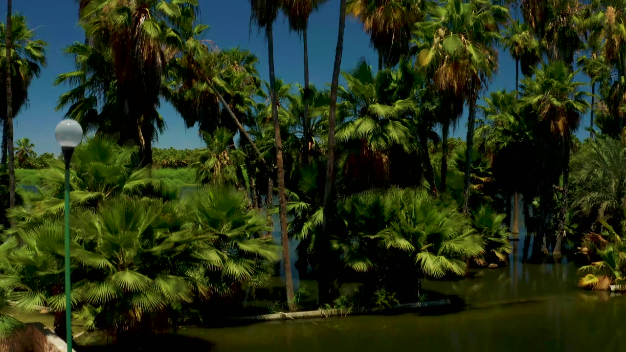 A close aerial view over the San Jose Del Cabo Estuary shows palms, lagoon water, thick greenery, and a round lamp post near the foreground, with no visible people.