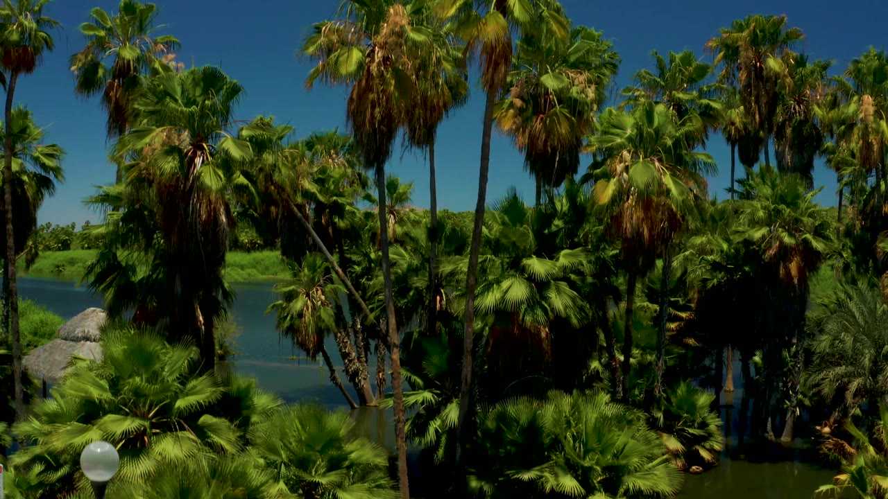 The aerial view shifts higher over the San Jose Del Cabo Estuary, showing palm crowns, still water, shoreline rocks, and layered green vegetation, with no visible people.