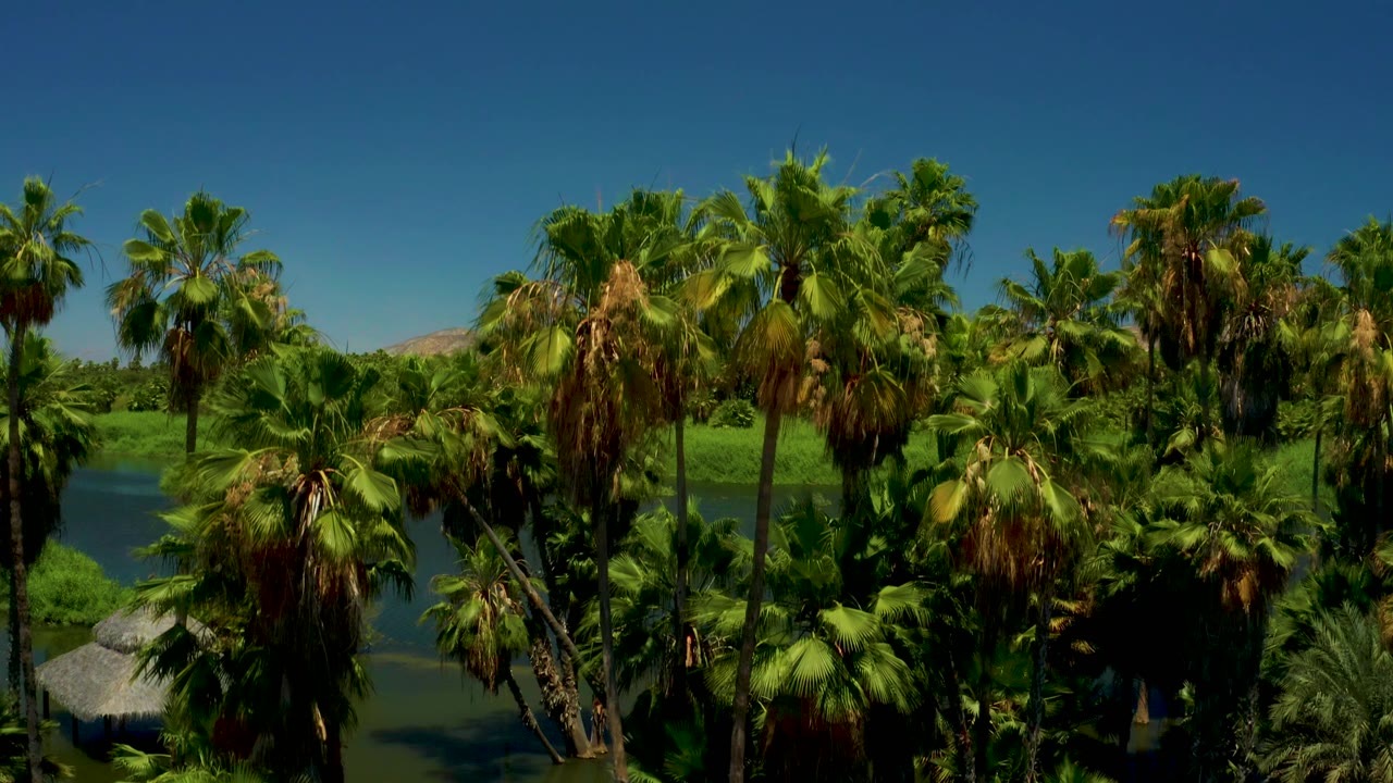 San Jose Del Cabo Estuary palms fill the foreground while the waterway curves behind them and tan mountains start to appear in the distance, with no visible people.