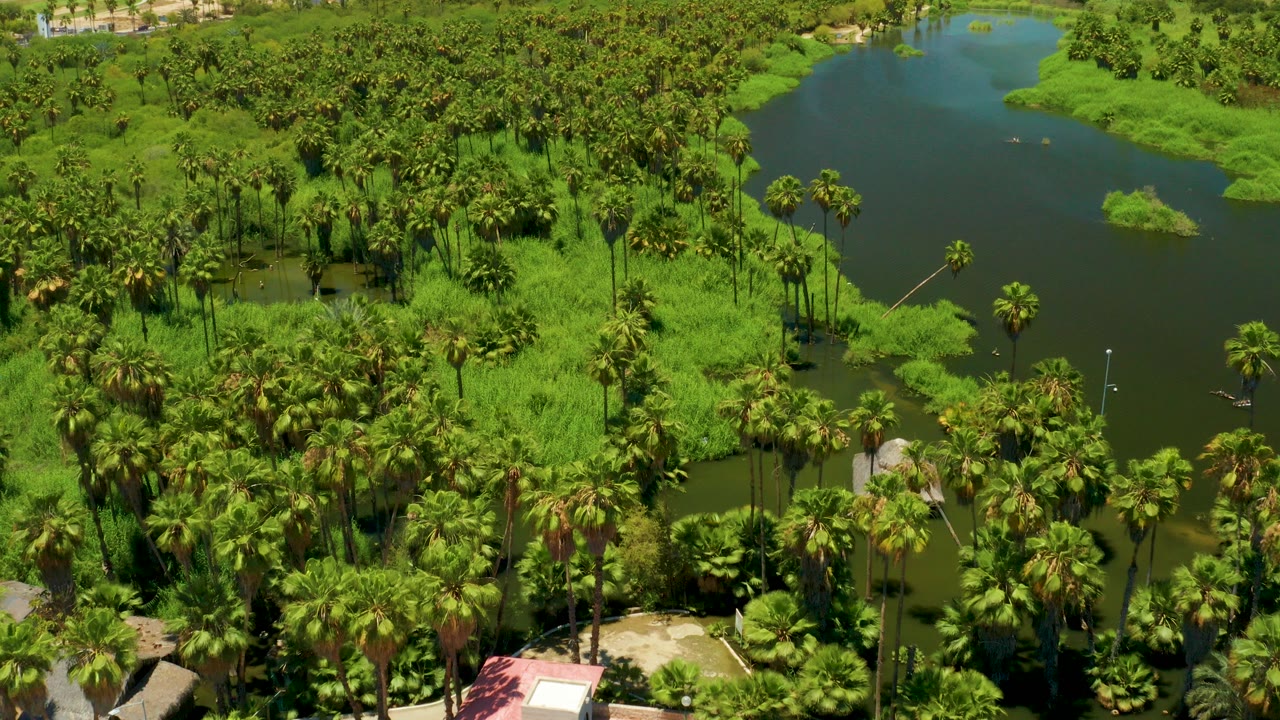 High aerial frame over San Jose del Cabo Estuary showing dense palm trees around dark water ponds, bright green grasses, and no visible people.