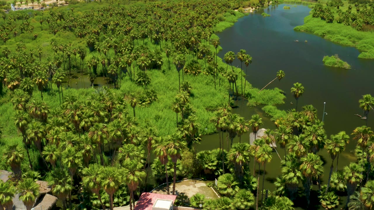 Drone-height view of San Jose del Cabo Estuary with a broad dark pond near the upper frame, palm clusters across the center, and no visible people.
