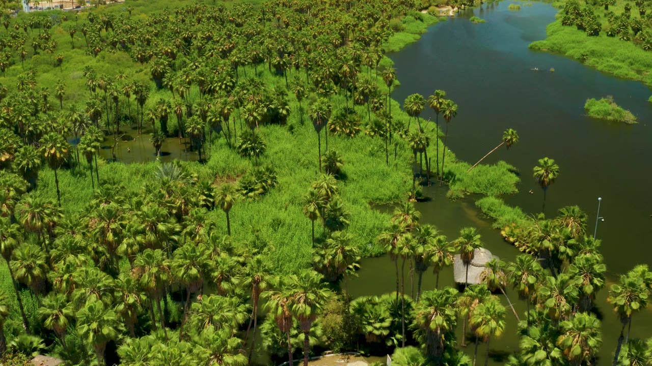 Aerial frame over San Jose del Cabo Estuary with dark green water on the right, dense palms across the center, floating vegetation patches, and no visible people.