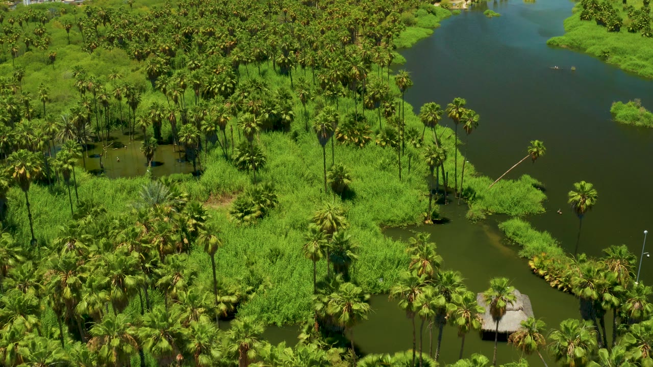 Wetland palms and pond with small roofs at the lower edge