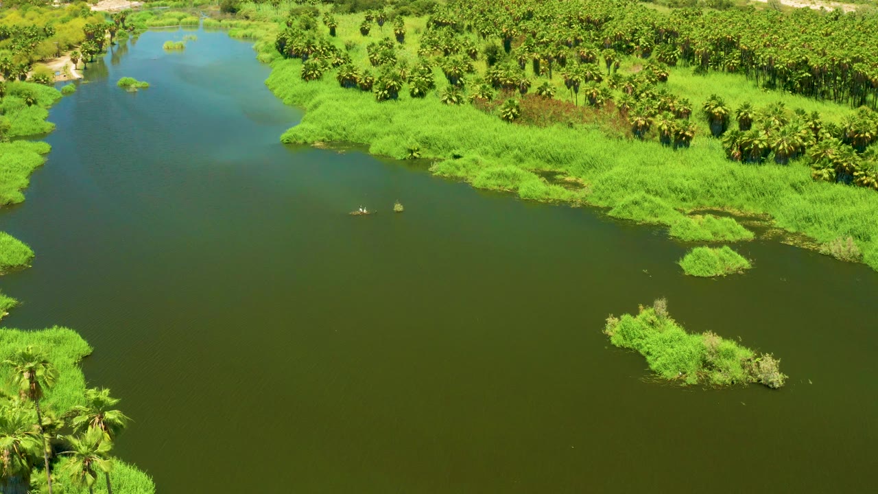 Aerial view across the San Jose del Cabo Estuary with open green water in the foreground, palms and reeds along the bank, and no visible people.