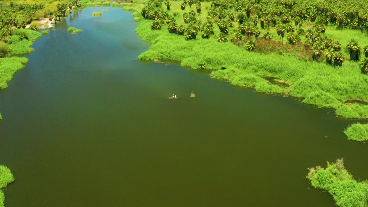 Aerial view of green river water beside dense vegetation