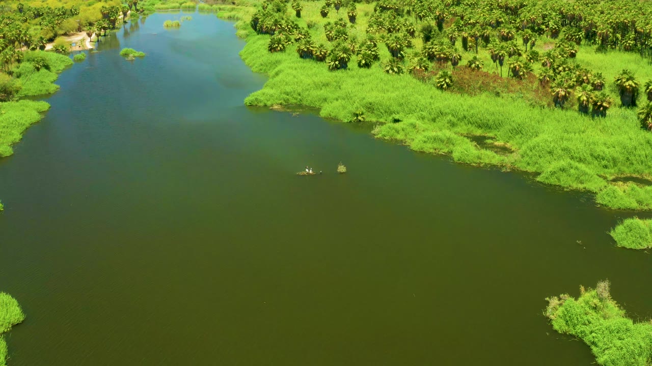 Aerial frame over San Jose Del Cabo Estuary showing open green water, a curved edge of reeds, palms and trees beyond the bank, and no visible people.