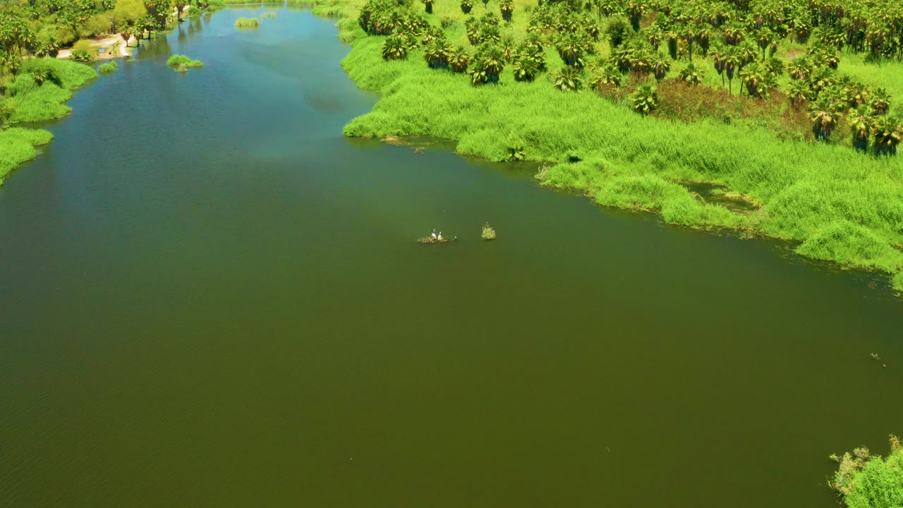 Aerial frame over San Jose Del Cabo Estuary where small floating debris sits on the green river surface near dense grass, palms, and trees, with no visible people.
