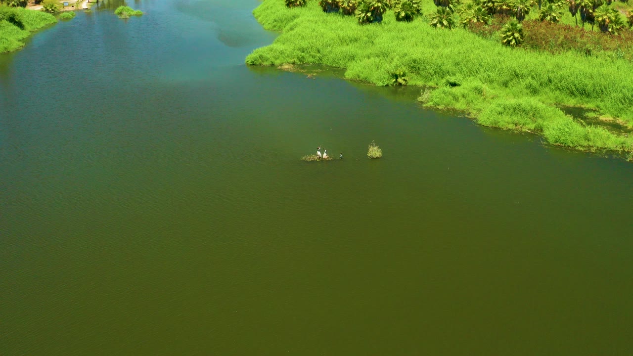 Aerial view of the San Jose del Cabo Estuary with green water, bright riverbank vegetation, and a tiny small boat with people near a reed patch.
