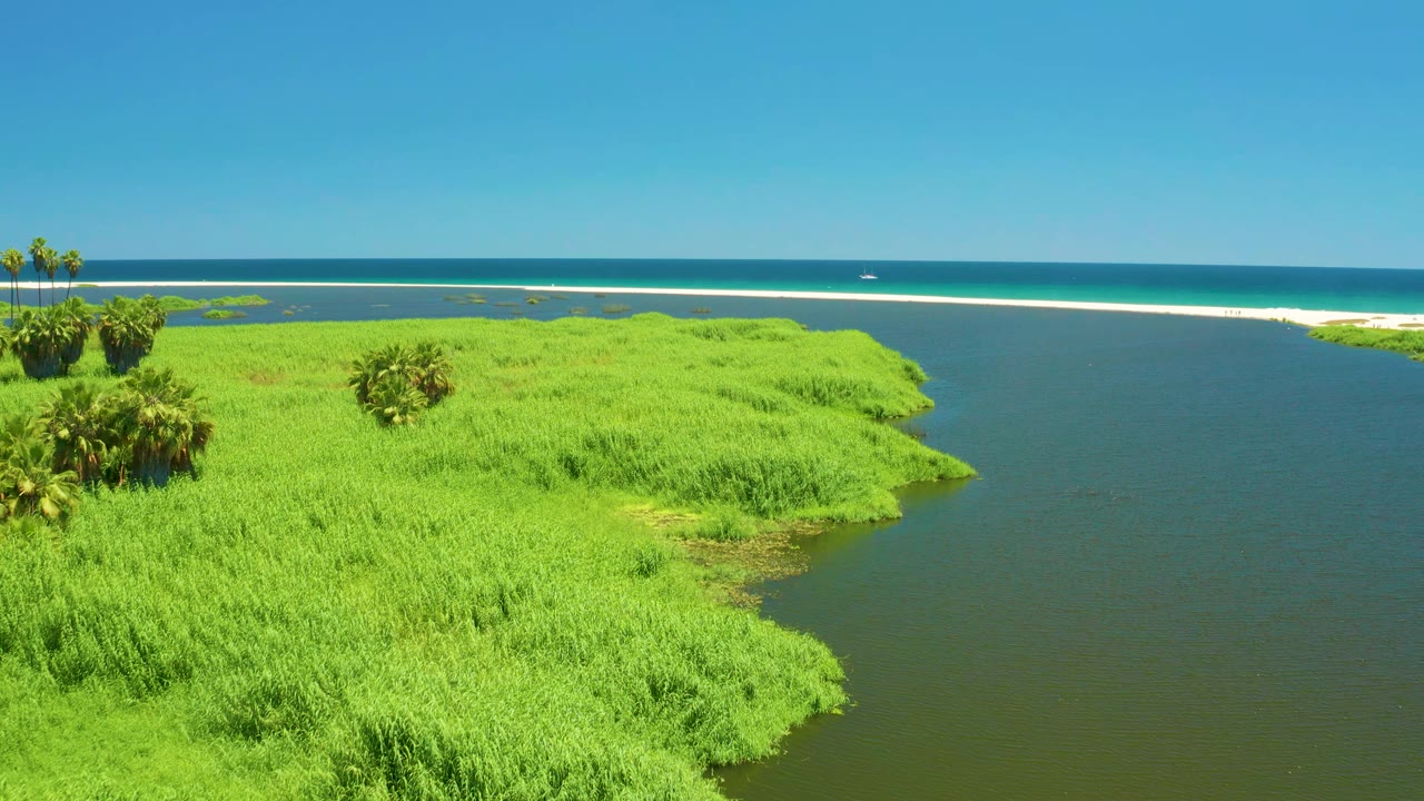 Aerial view over San Jose Del Cabo Estuary with dense grass along a curved water edge, small palm clusters, the sandy shoreline beyond, blue ocean, and no visible people.
