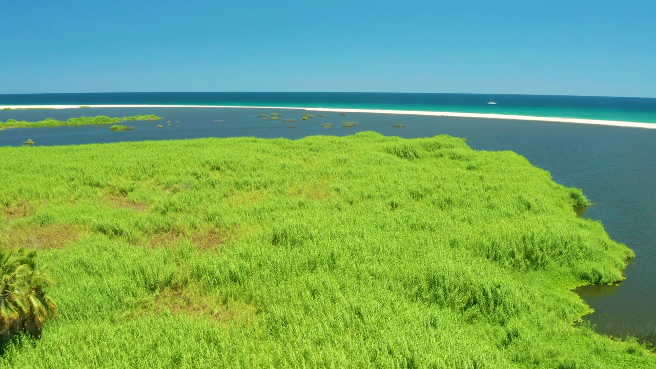 Aerial view in the San Jose Del Cabo Estuary with the palm cluster partly cropped at lower left, green island grasses across the frame, lagoon water to the right, sandbar and ocean behind, and no visible people.