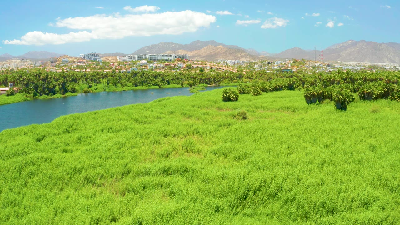 Early pan frame at San Jose Del Cabo Estuary showing the river more centered at left, thick green grass in the foreground, a palm-lined bank, distant buildings, dry mountains, blue sky, and no visible people.