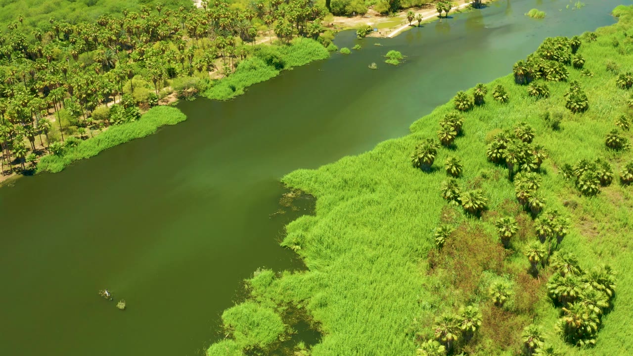 Elevated view of San Jose Del Cabo Estuary with green water running beside bright grass, palms or palm-like trees, and dense riverside vegetation, with no visible people.