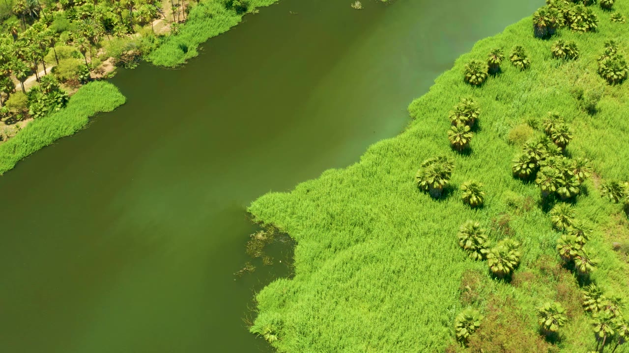 Aerial view over the San Jose Del Cabo Estuary showing a broad green water surface, a curved edge of reeds, scattered trees, and no visible people.