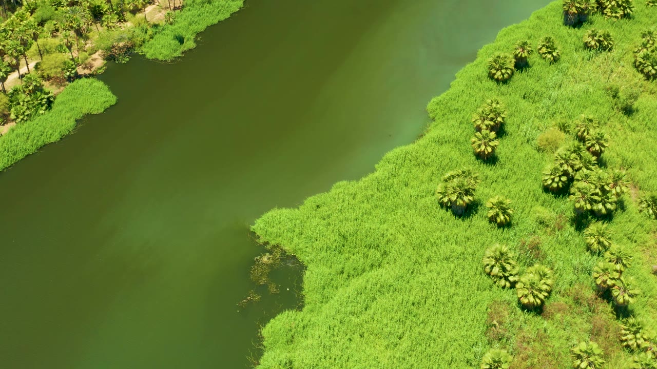 The San Jose Del Cabo Estuary appears from above with the river filling most of the frame and a bright green reed bank with scattered trees along the right side, no visible people.