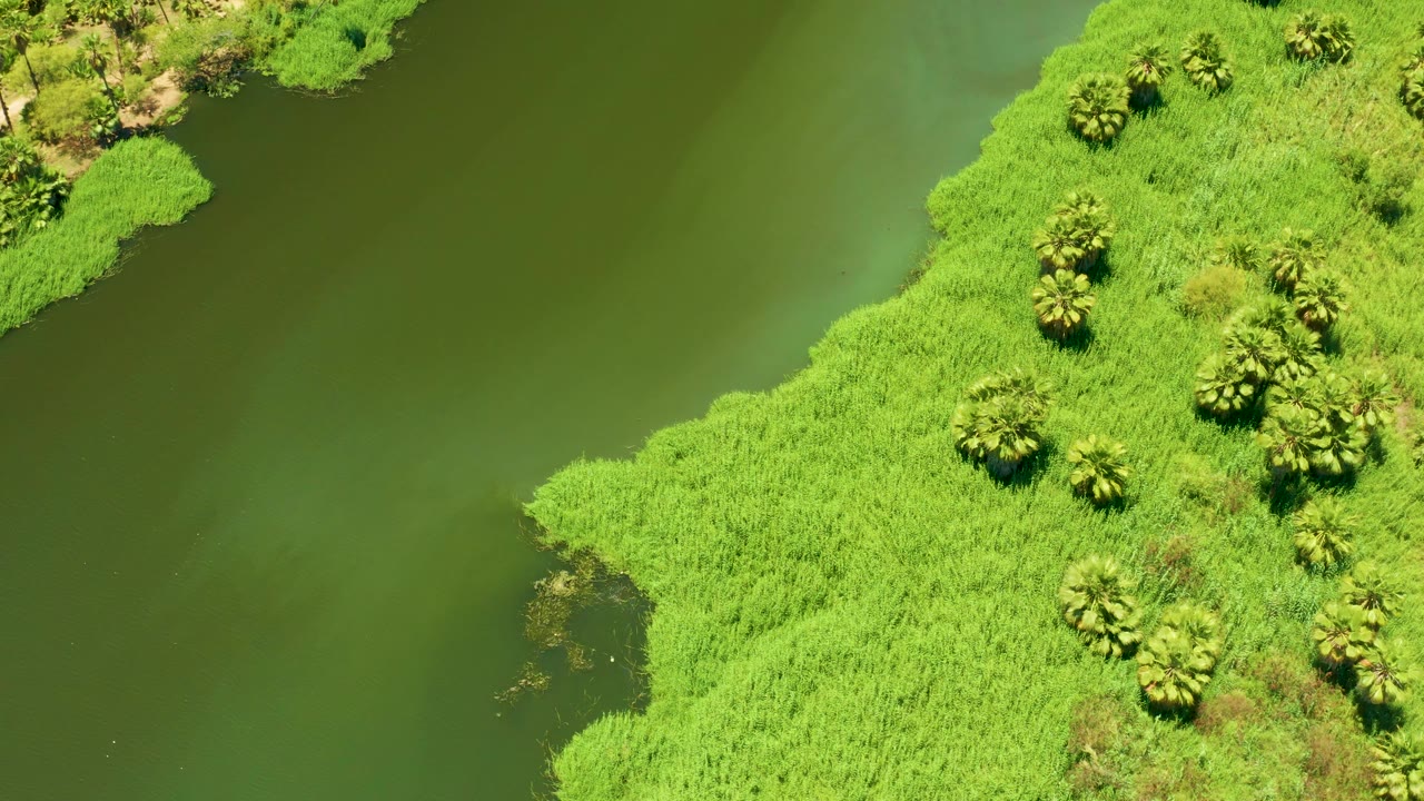 Overhead shot of the San Jose Del Cabo Estuary with green water on the left, a diagonal band of bright reeds, several small trees, and no visible people.