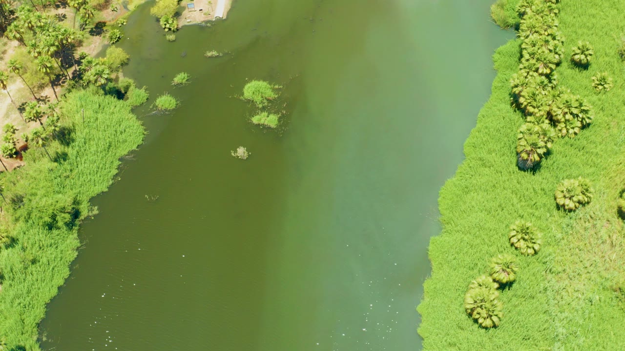 Overhead river water beside bright green estuary vegetation