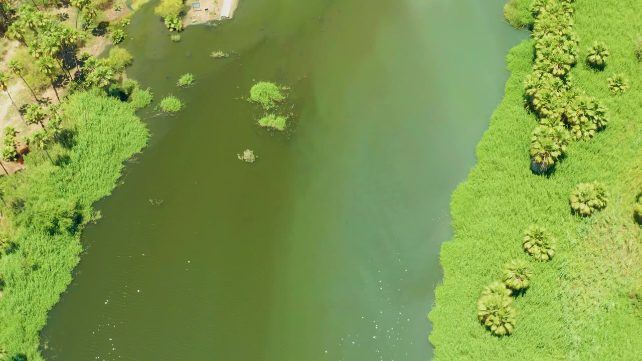 Aerial frame over the San Jose Del Cabo Estuary river, showing green water, a thick vegetated bank, palms, shrubs, and no visible people.
