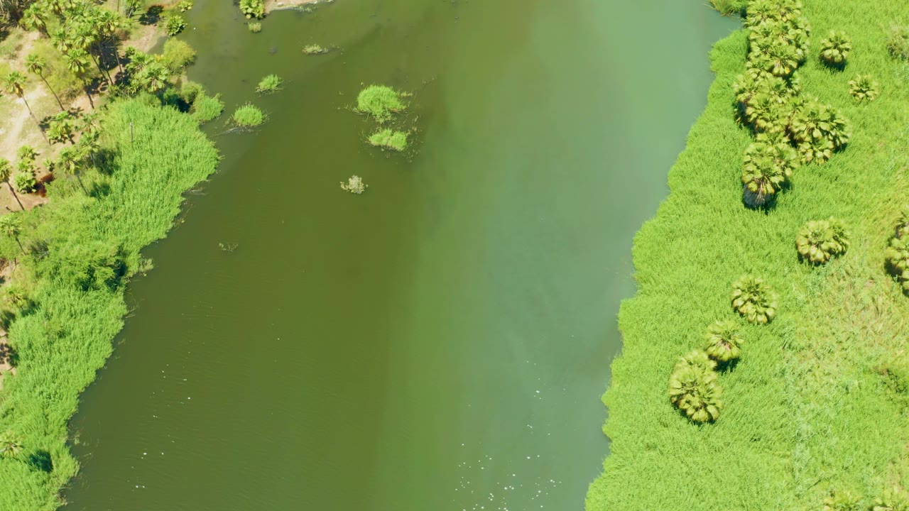 High aerial view of San Jose Del Cabo Estuary water bordered by vivid green marsh plants and scattered palms, with no visible people.