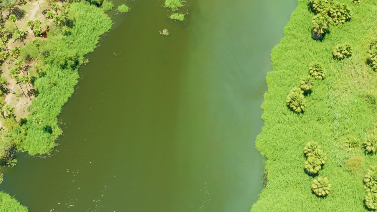 Overhead river water beside dense green estuary vegetation.