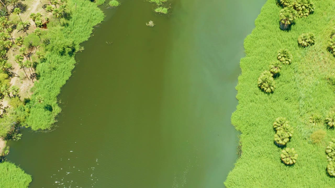 Top-down view of San Jose Del Cabo Estuary with palm clusters, pale sandy patches, dense green growth, and calm river water, no visible people.