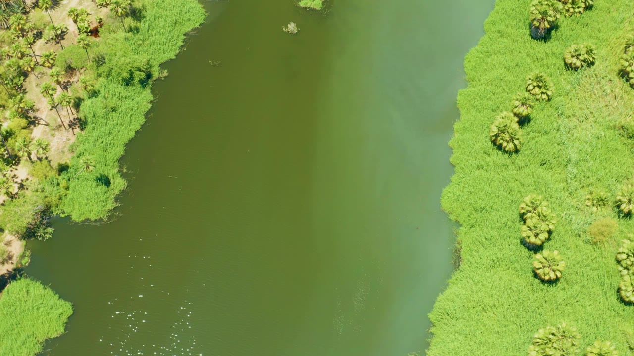 Overhead frame in San Jose Del Cabo Estuary where the bright green bank curves beside darker green river water, no visible people.