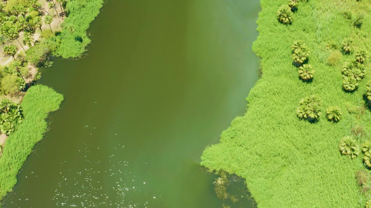 Aerial frame over the San Jose del Cabo Estuary where a bright green vegetated point reaches into muted green water, with palms near the upper shoreline and no visible people.
