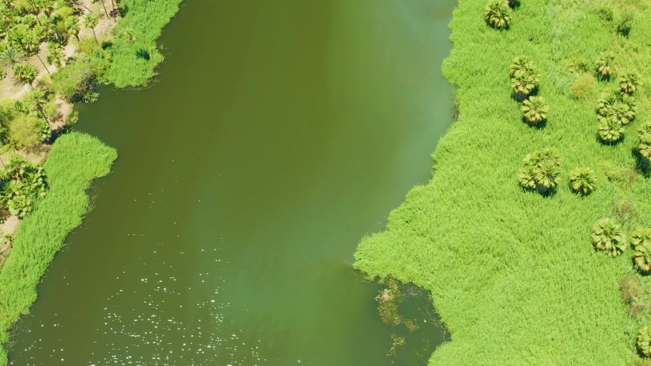 Top-down view of the San Jose del Cabo Estuary with a broad green water surface, thick reed-like vegetation along the right edge, palm clusters near sandy ground, and no visible people.