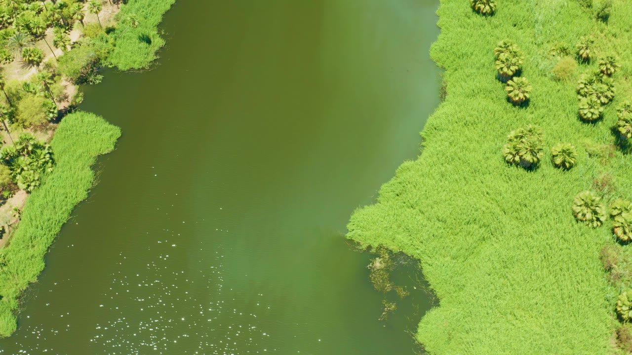 Aerial shoreline detail with bright vegetation and green water.