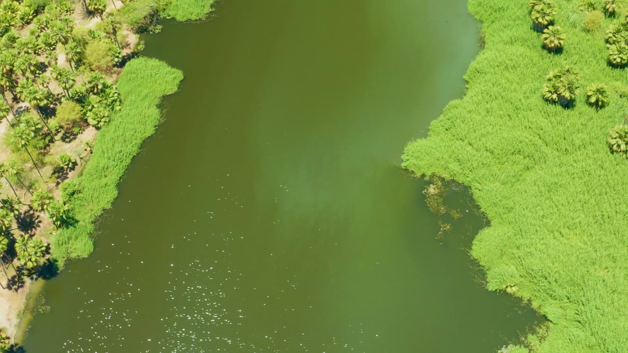 Aerial frame over the San Jose Del Cabo Estuary showing olive-green lake water, bright shoreline plants, scattered palms, a pale path near the bank, and no visible people.