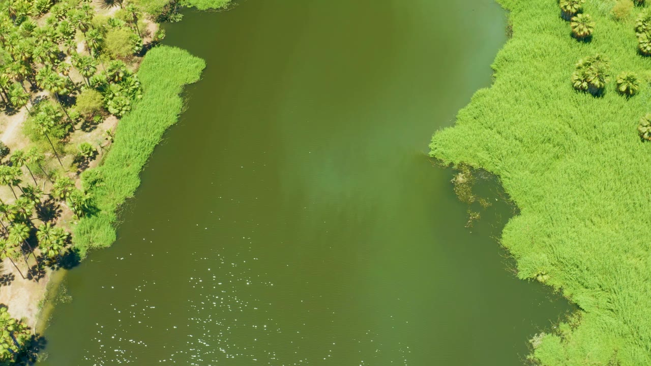 Aerial frame over the San Jose Del Cabo Estuary showing a pointed edge of bright green shoreline growth, olive water with small ripples, nearby palms and path, and no visible people.
