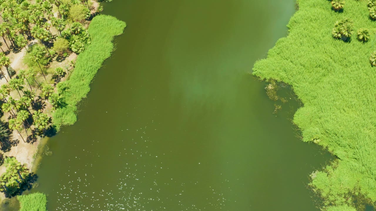 Lake water and shoreline vegetation seen from directly above.