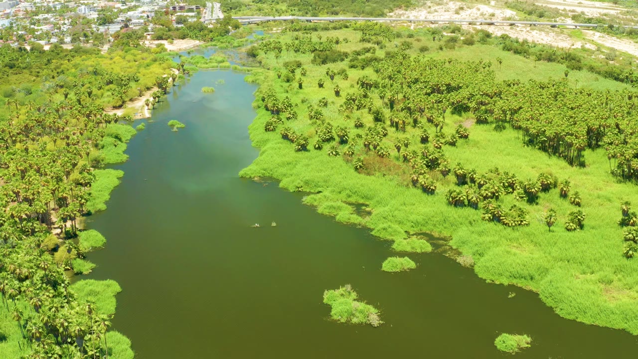 Aerial view across the San Jose Del Cabo Estuary, showing the river widening through dark green water, thick palms along the right bank, floating vegetation patches, and no visible people.