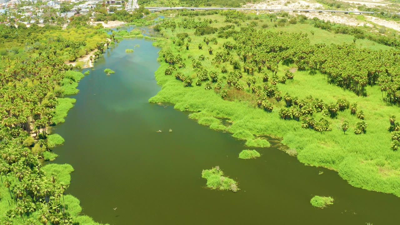 A drone-height view of the San Jose Del Cabo Estuary shows the water channel running diagonally past bright wetland grasses, palms clustered along the bank, distant sand, and no visible people.