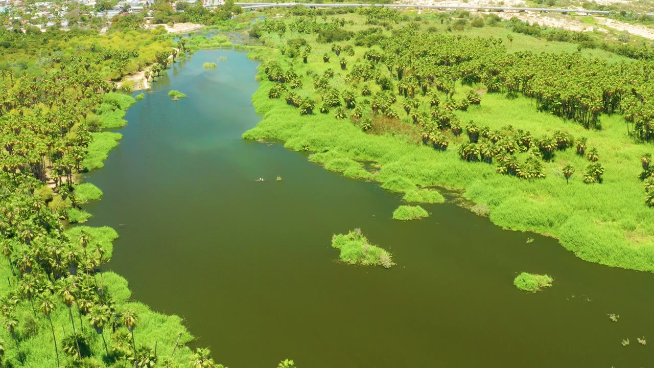 Aerial frame of the San Jose del Cabo Estuary showing the river narrowing toward the top, bright green banks, scattered palm trees, distant buildings, and no visible people.