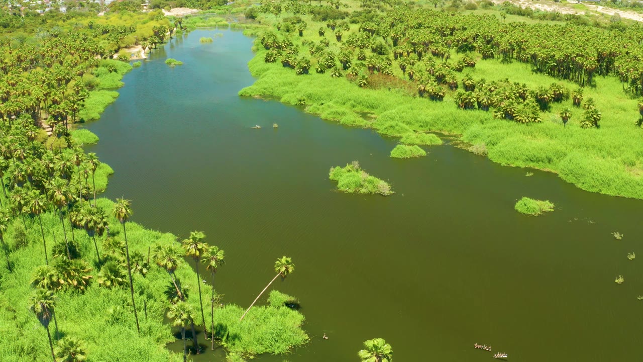 Aerial view of the San Jose del Cabo Estuary water channel with a broad green surface, bright grass banks, foreground palms, and no visible people.