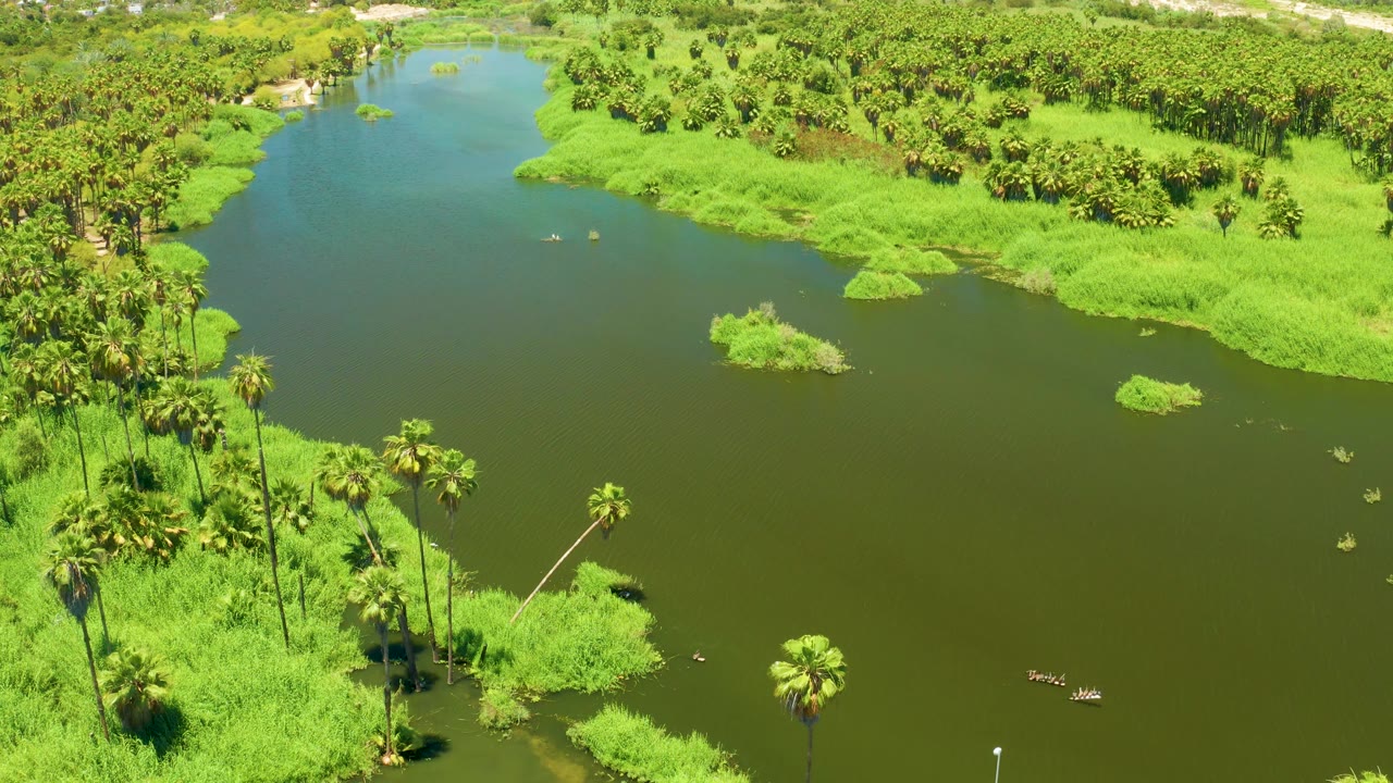 Mid-clip aerial view over San Jose del Cabo Estuary with dark green water filling the center, palm trunks along the lower bank, thick grass mats, and no visible people.