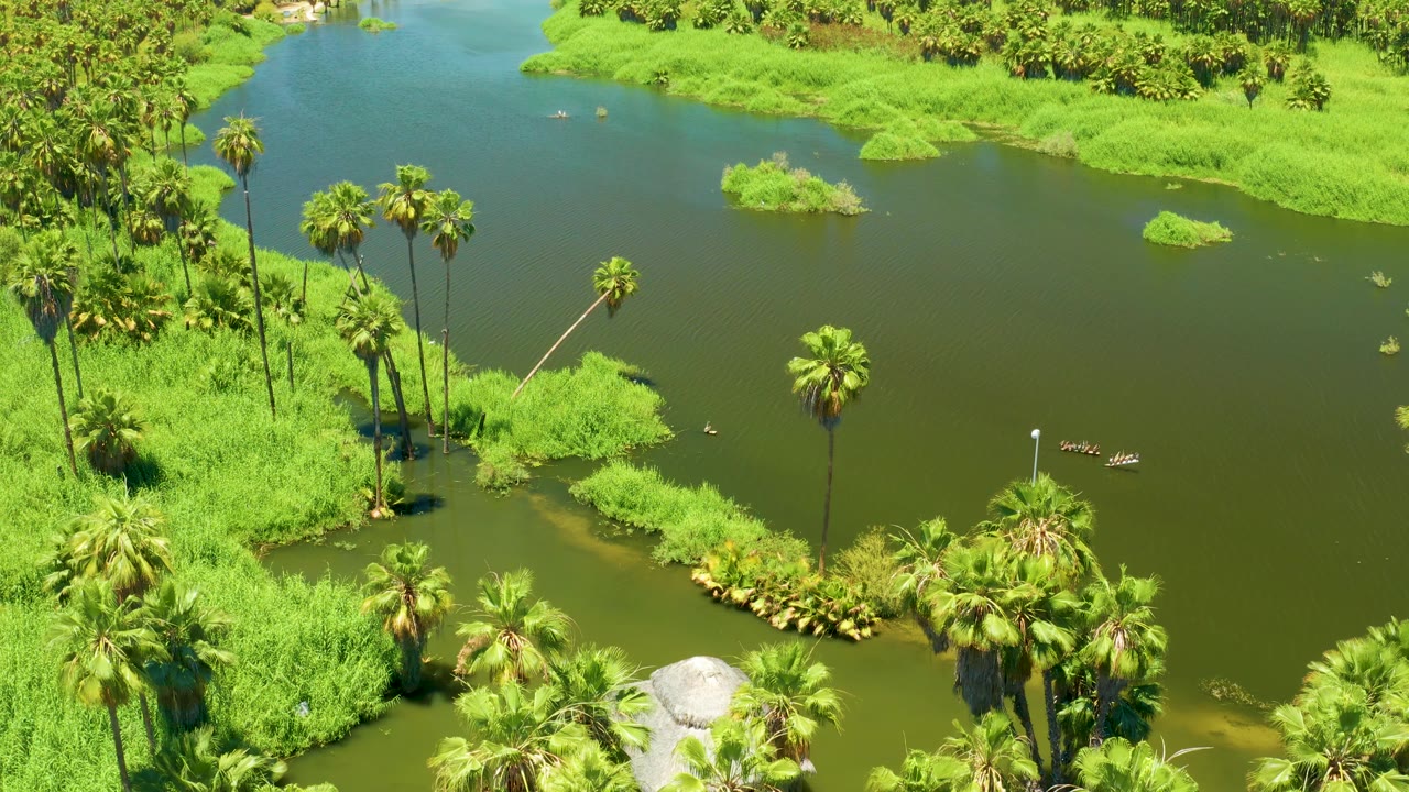A high aerial frame of the San Jose Del Cabo Estuary showing a broad flooded channel, scattered floating vegetation, and palm clusters along the lower bank, with no visible people.