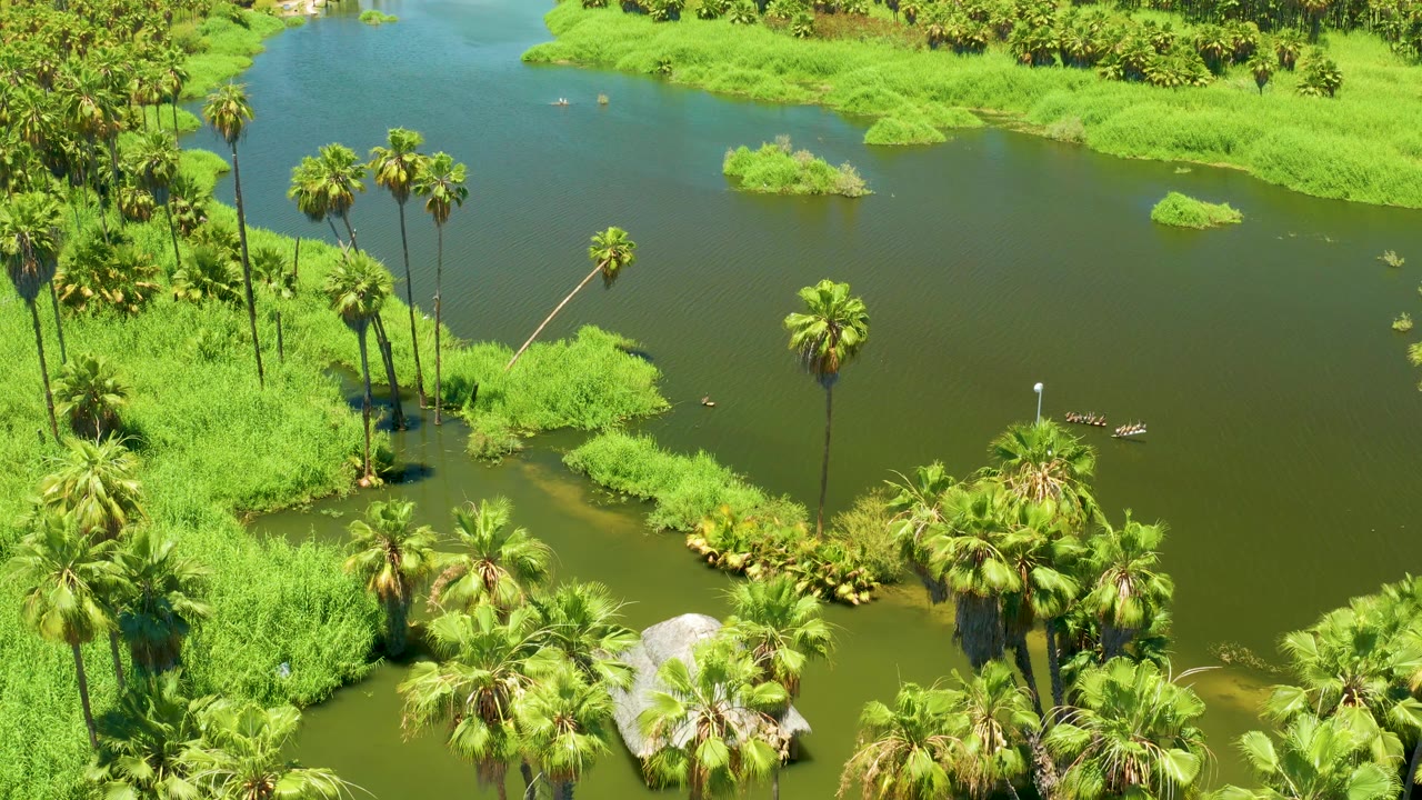 Aerial view of floodwater pushing into a palm-lined bank in the San Jose Del Cabo Estuary, with a small thatched structure near the lower edge and no visible people.