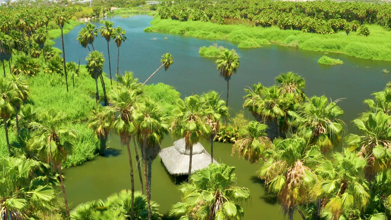 Early aerial frame over the San Jose Del Cabo Estuary with tall palms, dense green vegetation, dark water, a small thatched structure near the lower center, distant hills, and no visible people.