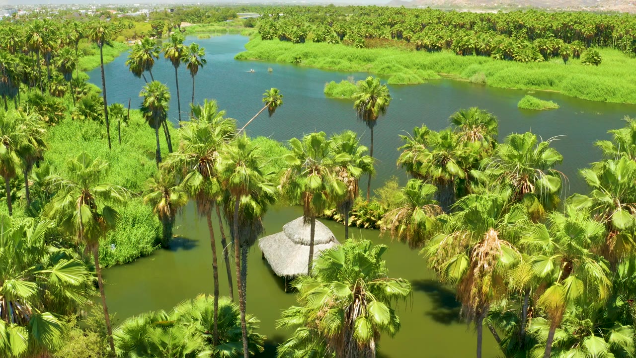 San Jose Del Cabo Estuary aerial frame with tall palms filling the foreground, a winding green waterway through the center, dense vegetation across the far bank, low hills in the distance, and no visible people.