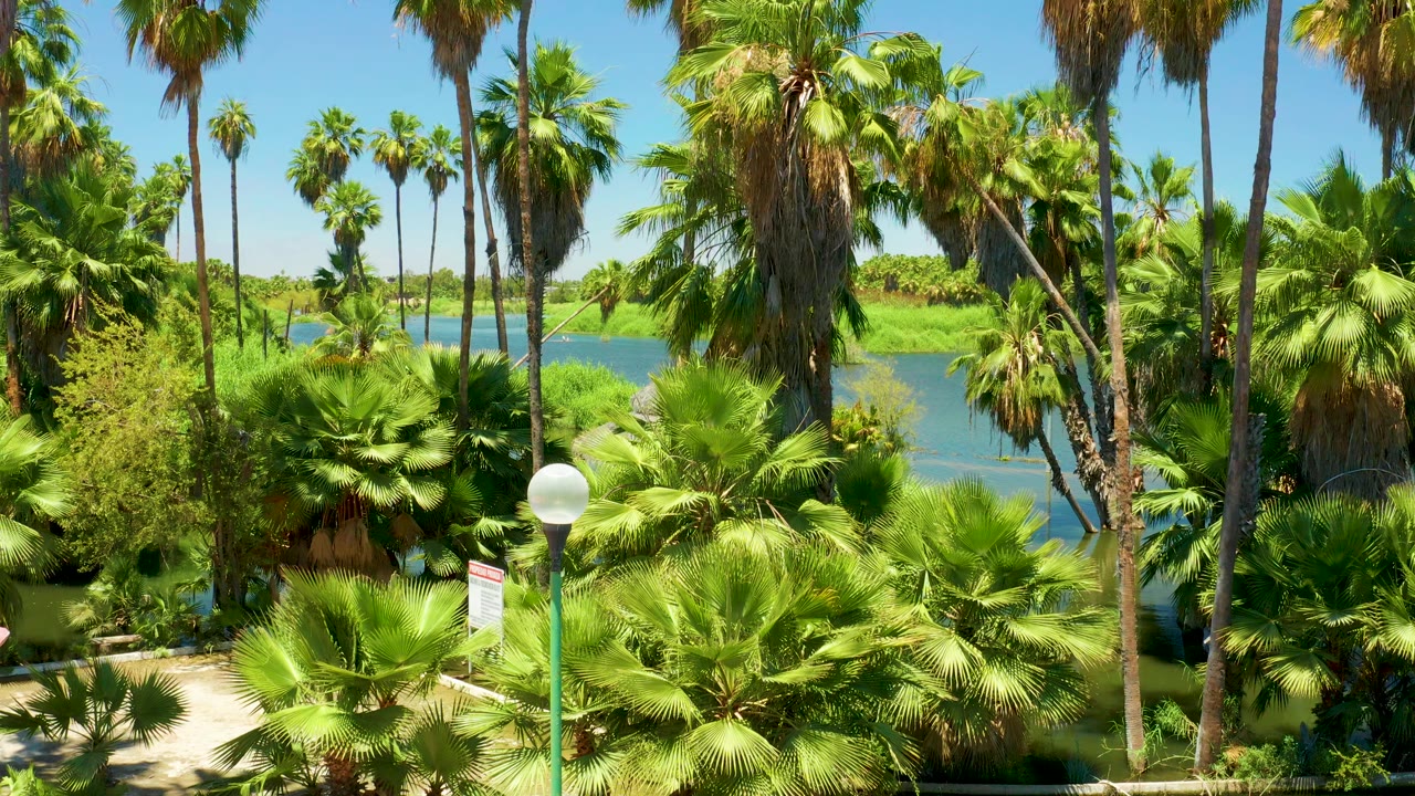 Palms and shrubs beside blue water under a clear sky.