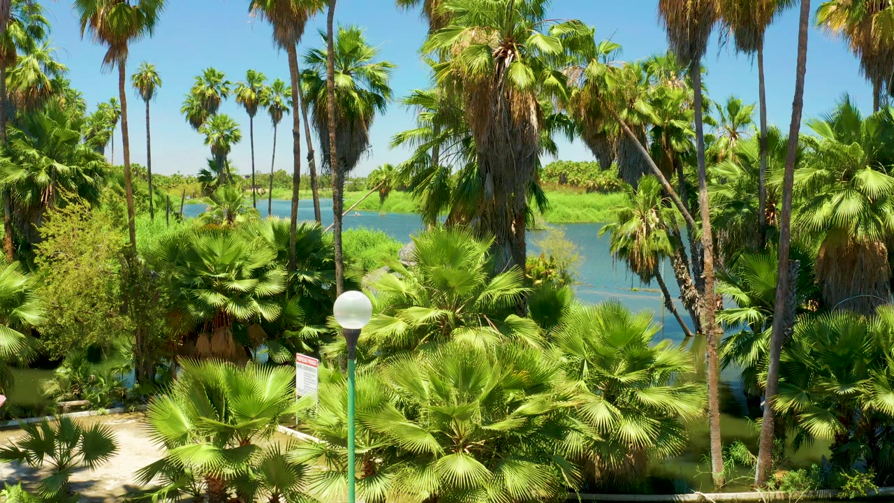 A green globe streetlamp rises in the foreground of a San Jose Del Cabo Estuary park scene with palms, shrubs, blue water, and no visible people.