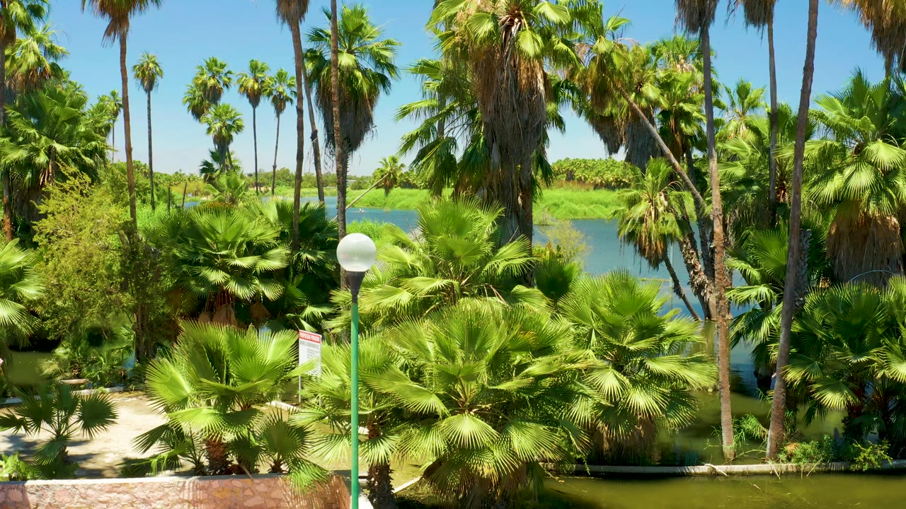 Bright daytime San Jose Del Cabo Estuary park frame with the green streetlamp centered low, layered palms, a visible water channel, and no visible people.