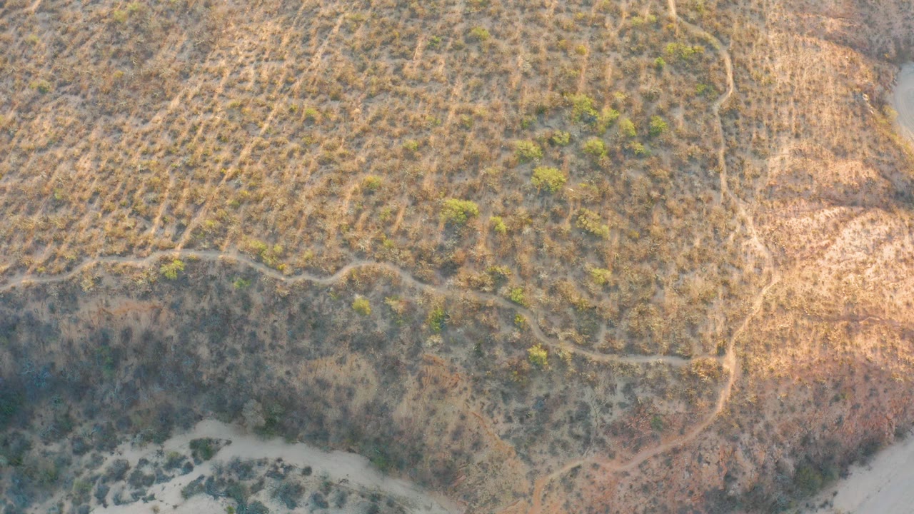 Aerial frame of Cabo Pulmo scrubland with brown grasses, small green shrubs, a pale sandy wash along the lower frame, winding paths, and no visible people.