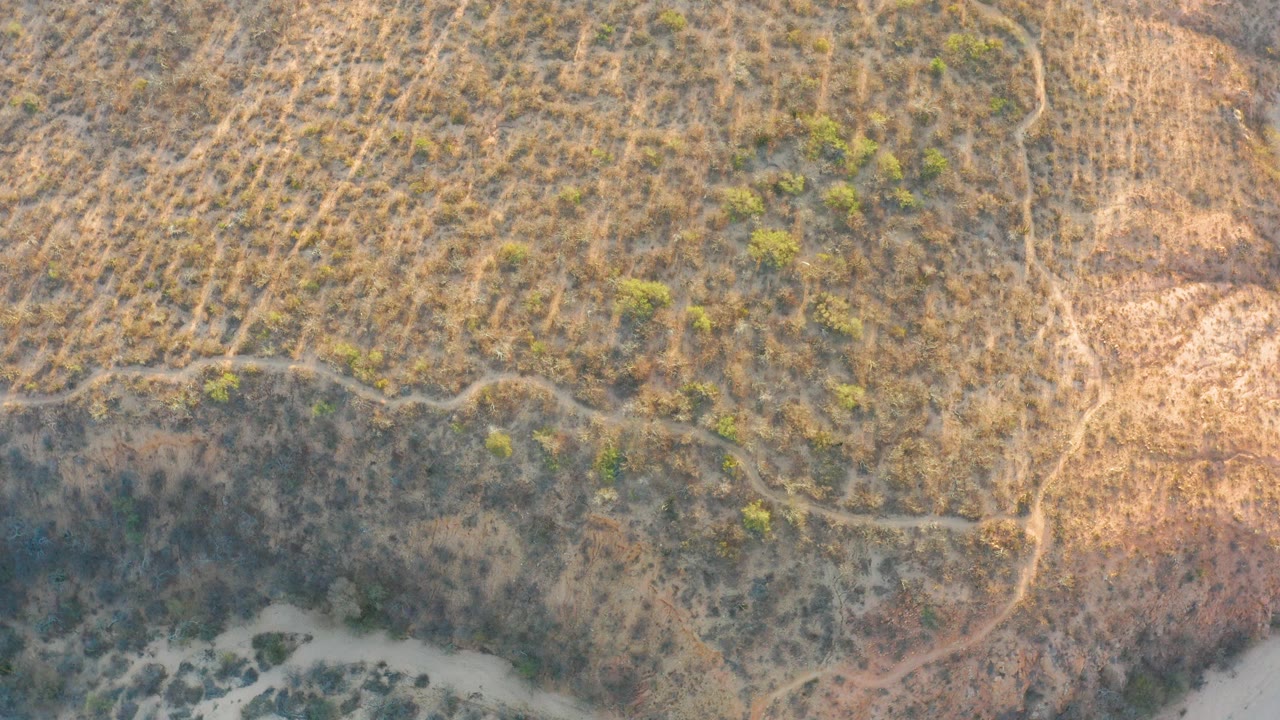 Drone view over arid Cabo Pulmo vegetation with a pale drainage wash at the lower left, branching paths through brown grass, scattered shrubs, and no visible people.