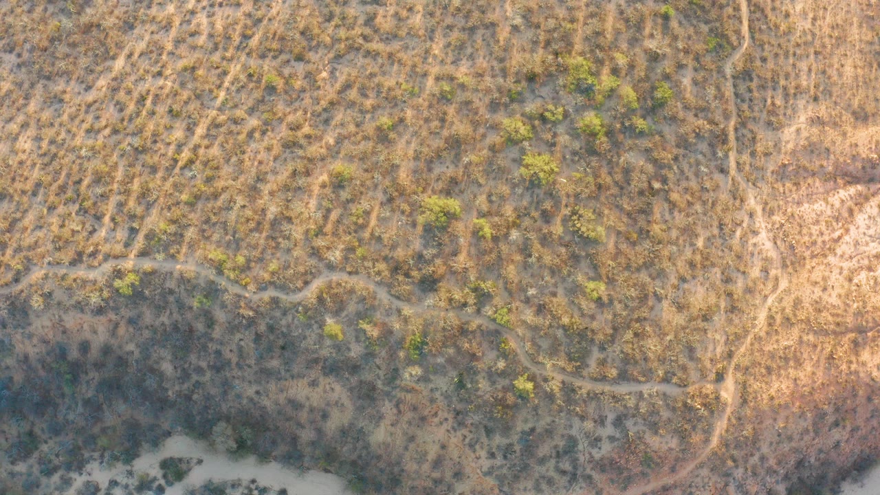 Overhead view of dry grassland in Cabo Pulmo with scattered green shrubs, faint dirt tracks, a pale sandy area near the lower left, and no visible people.