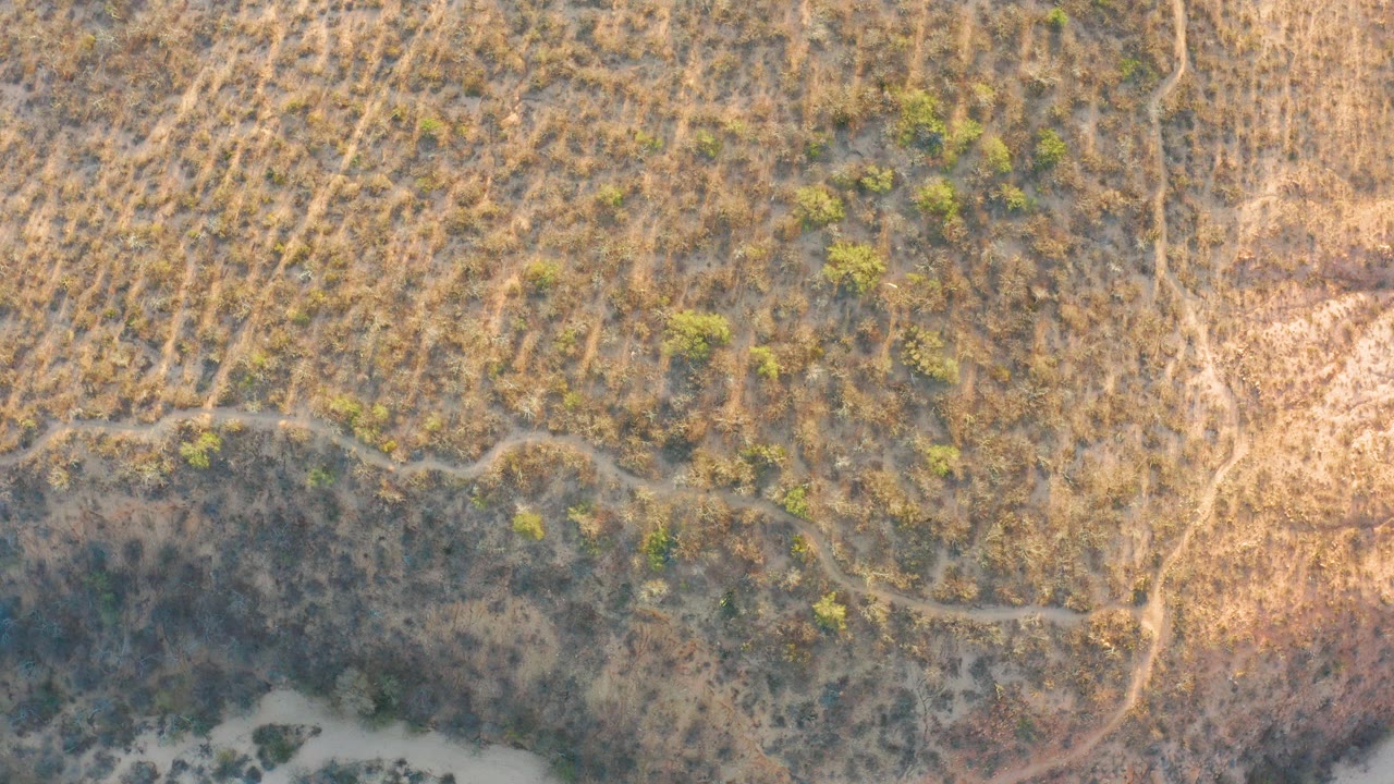 High overhead frame of Cabo Pulmo dry grassland with small green shrubs, mottled brown-yellow vegetation, pale soil patches, and no visible people.