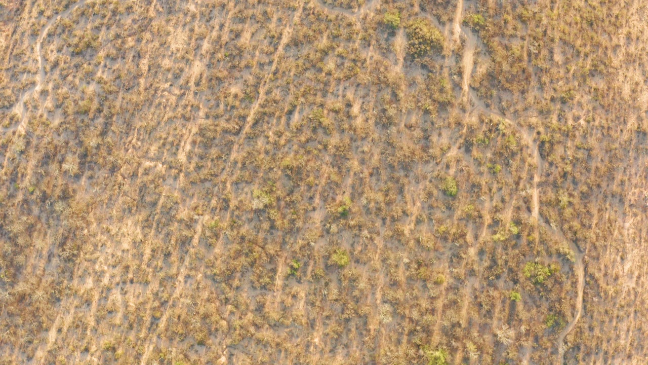Overhead view in Cabo Pulmo, Baja California Sur, showing dry brown wetland terrain crossed by pale branching channels and small green vegetation patches, with no visible people.